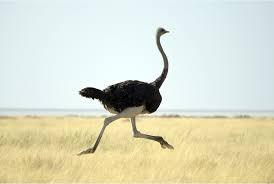 Ostrich Ostrich