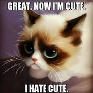 Grumpy Cat