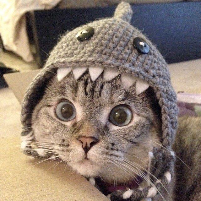 The famous.. SHARK KITTY!!