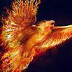 Phoenix (Yay ! love it) Phoenix (Yay ! love it)