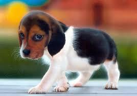 Dog Dog