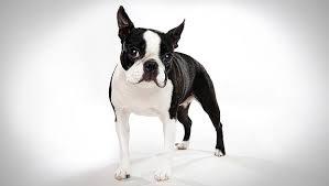 Boston Terrier