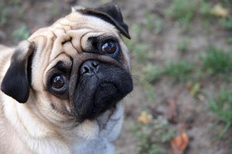 pug pug