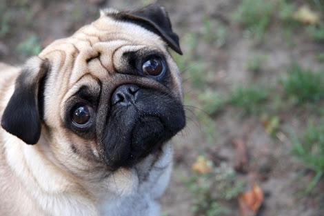 pug