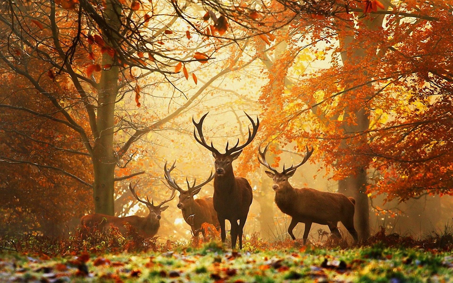 Autumn... Autumn...