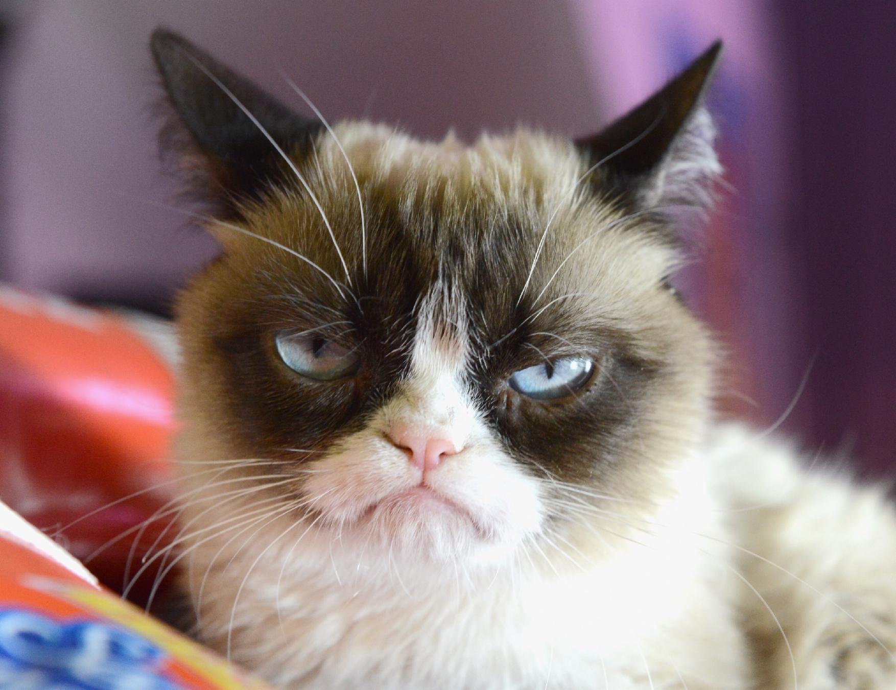 Grumpy cat!