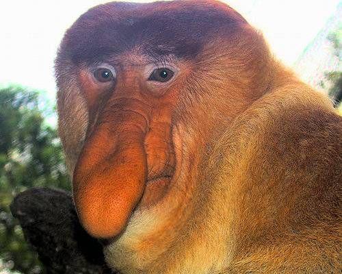 Proboscis Monkey Proboscis Monkey