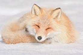 Fox Fox