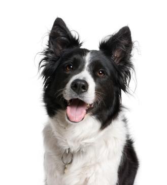 Border collie