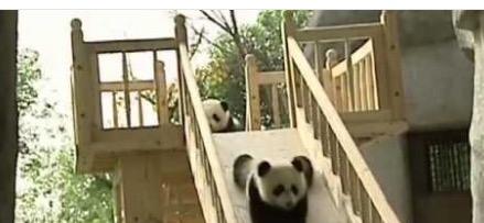Panda Panda