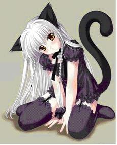 A cat A cat