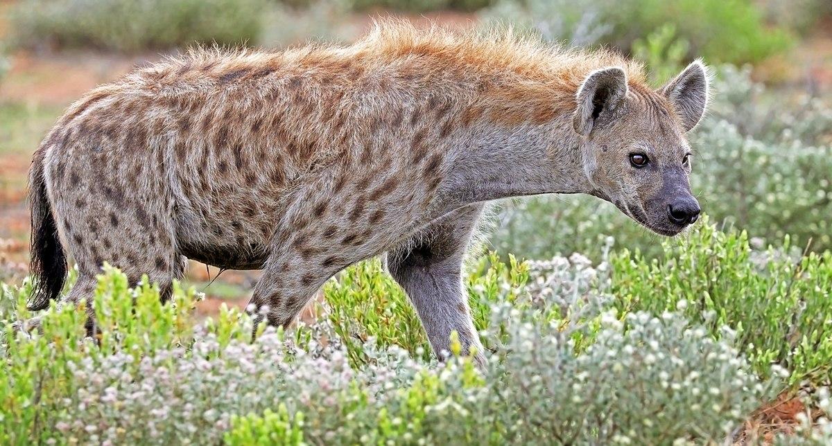 1 Hyena 1 Hyena