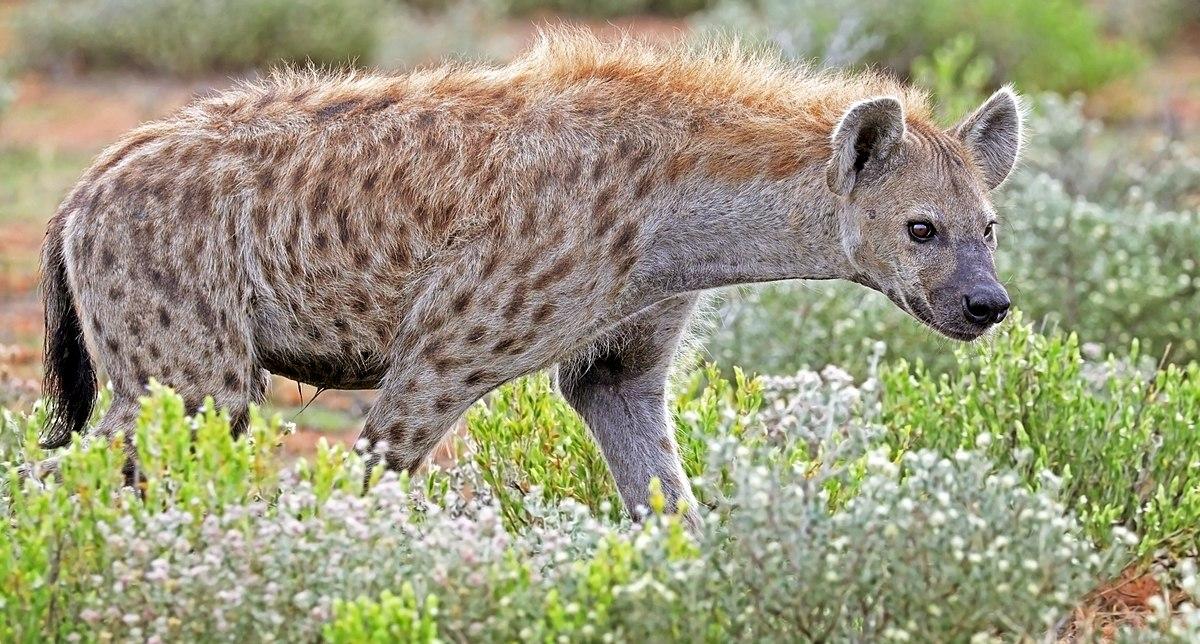 1 Hyena