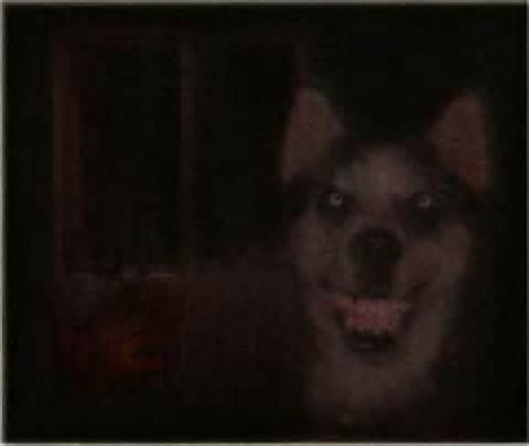 Smile Dog Smile Dog
