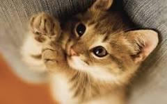 This cat... This cat...