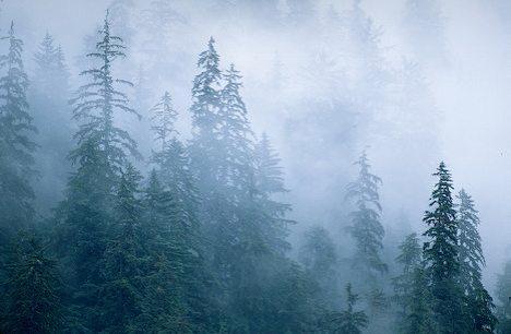 Foggy Foggy