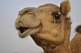 A camel