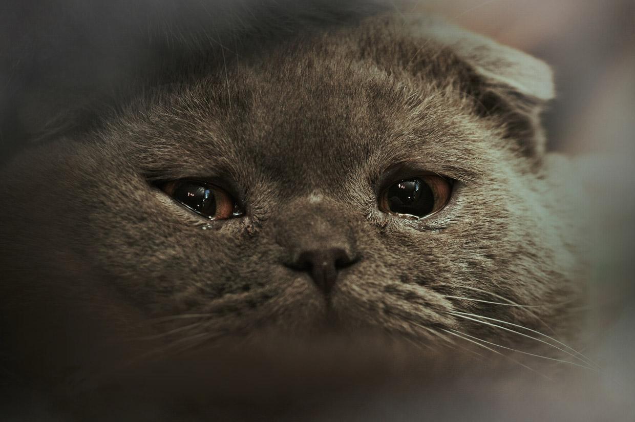 Sad Cat 3