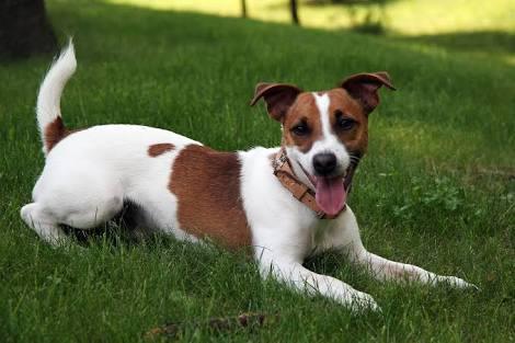 jack russell jack russell