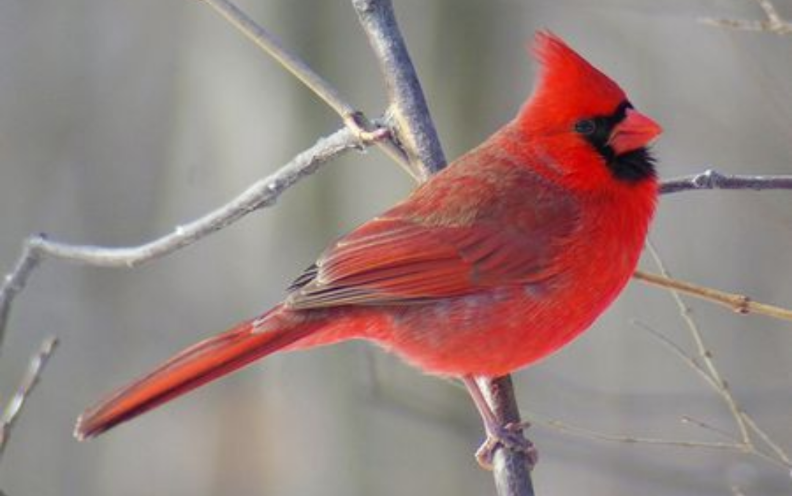 Red Red