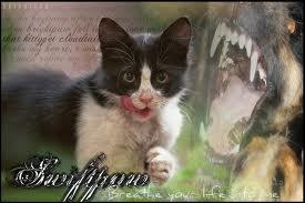 Swiftpaw Swiftpaw