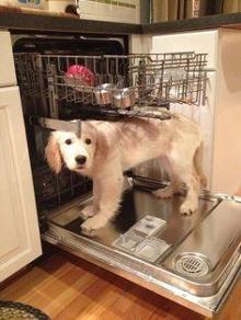 This dishwasher doggie.