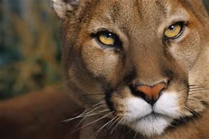 cougar cougar