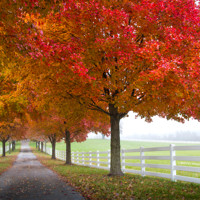 fall fall