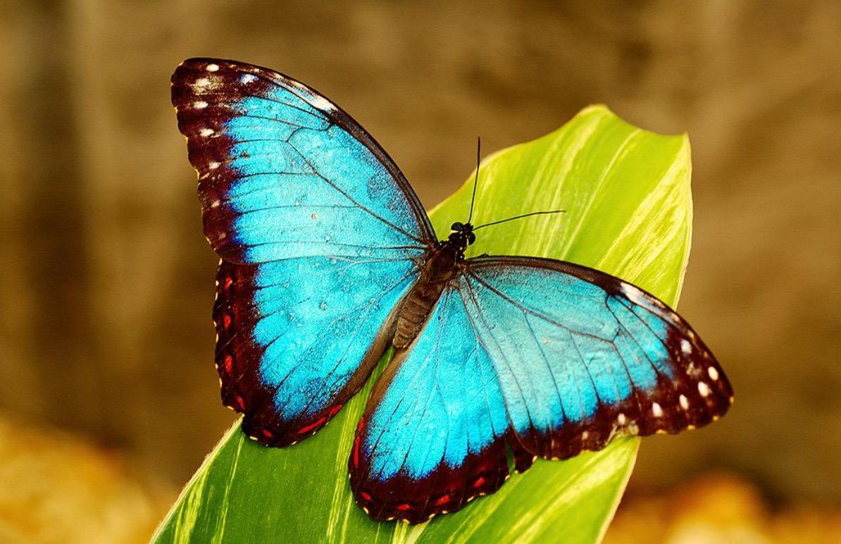 Butterfly Butterfly