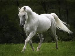 Horses Horses