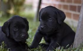 Labrador retriever Labrador retriever