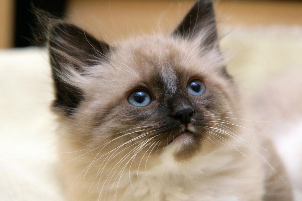 Himalayan Cat