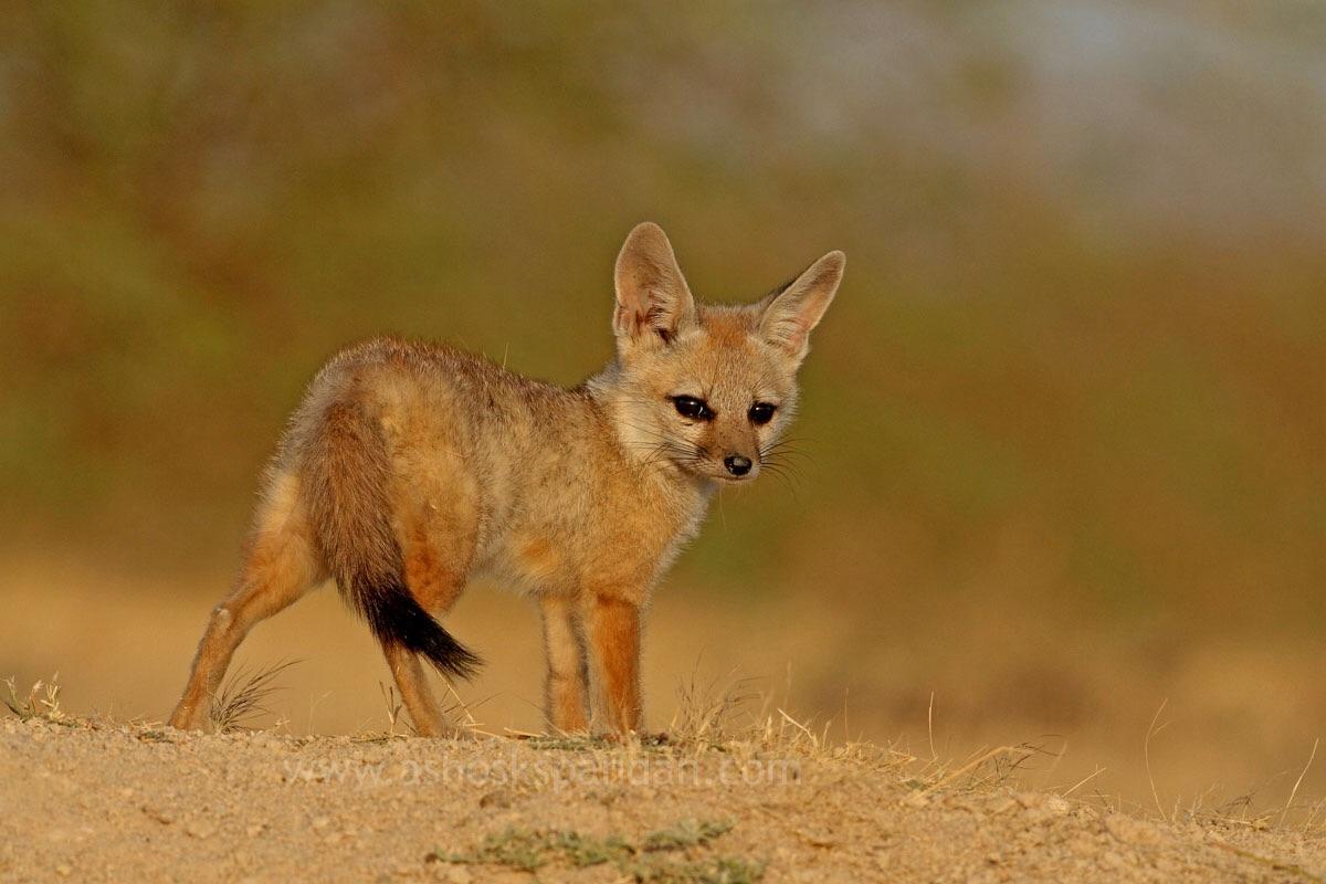 Bengal Fox