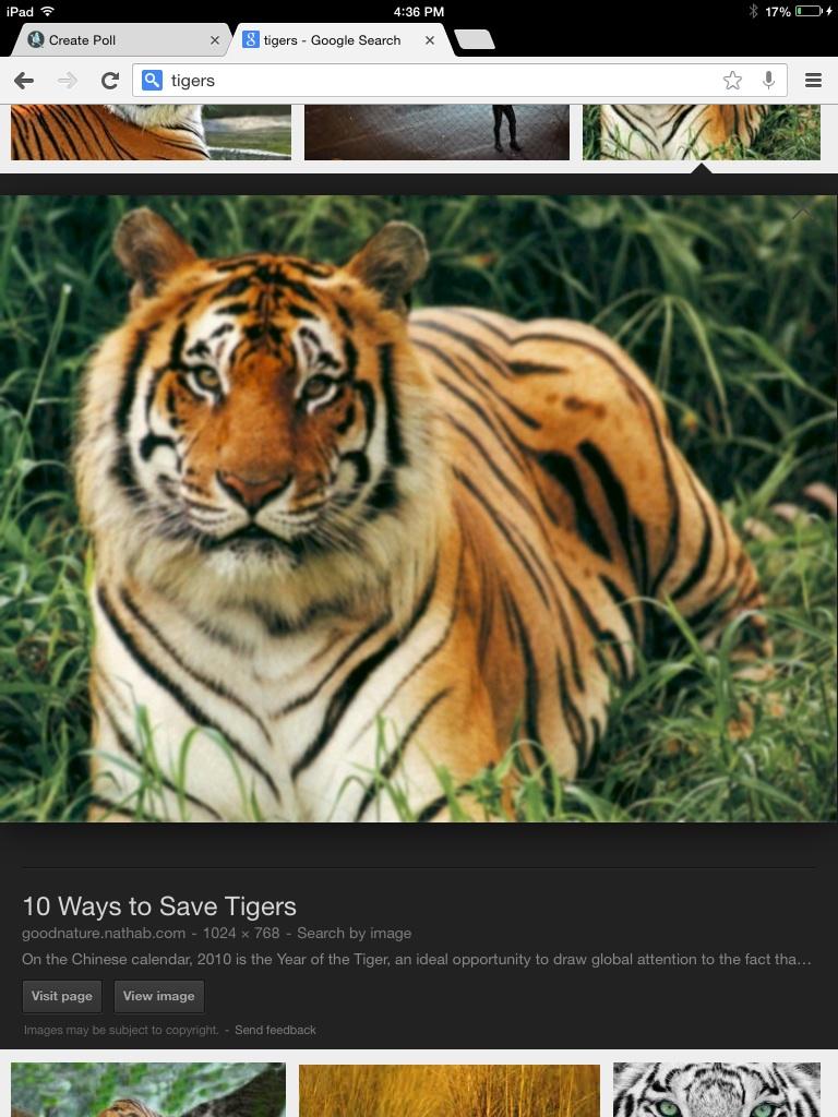 Tigers Tigers