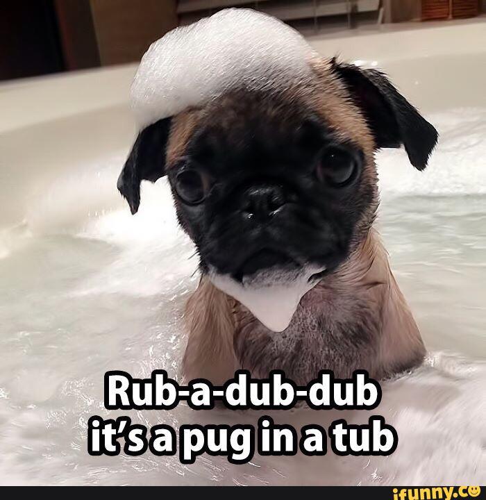 Tub Pug Tub Pug