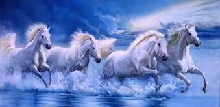 horses horses
