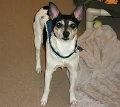 Rat Terrier Rat Terrier