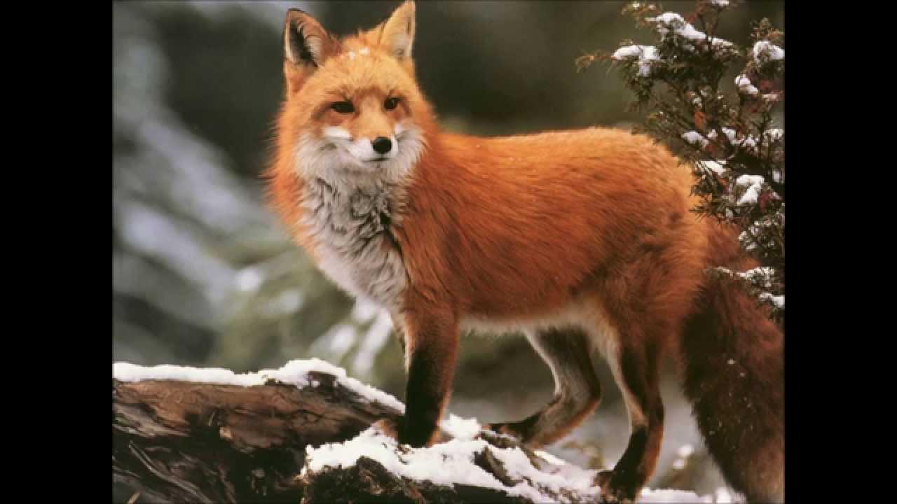 3 Fox 3 Fox