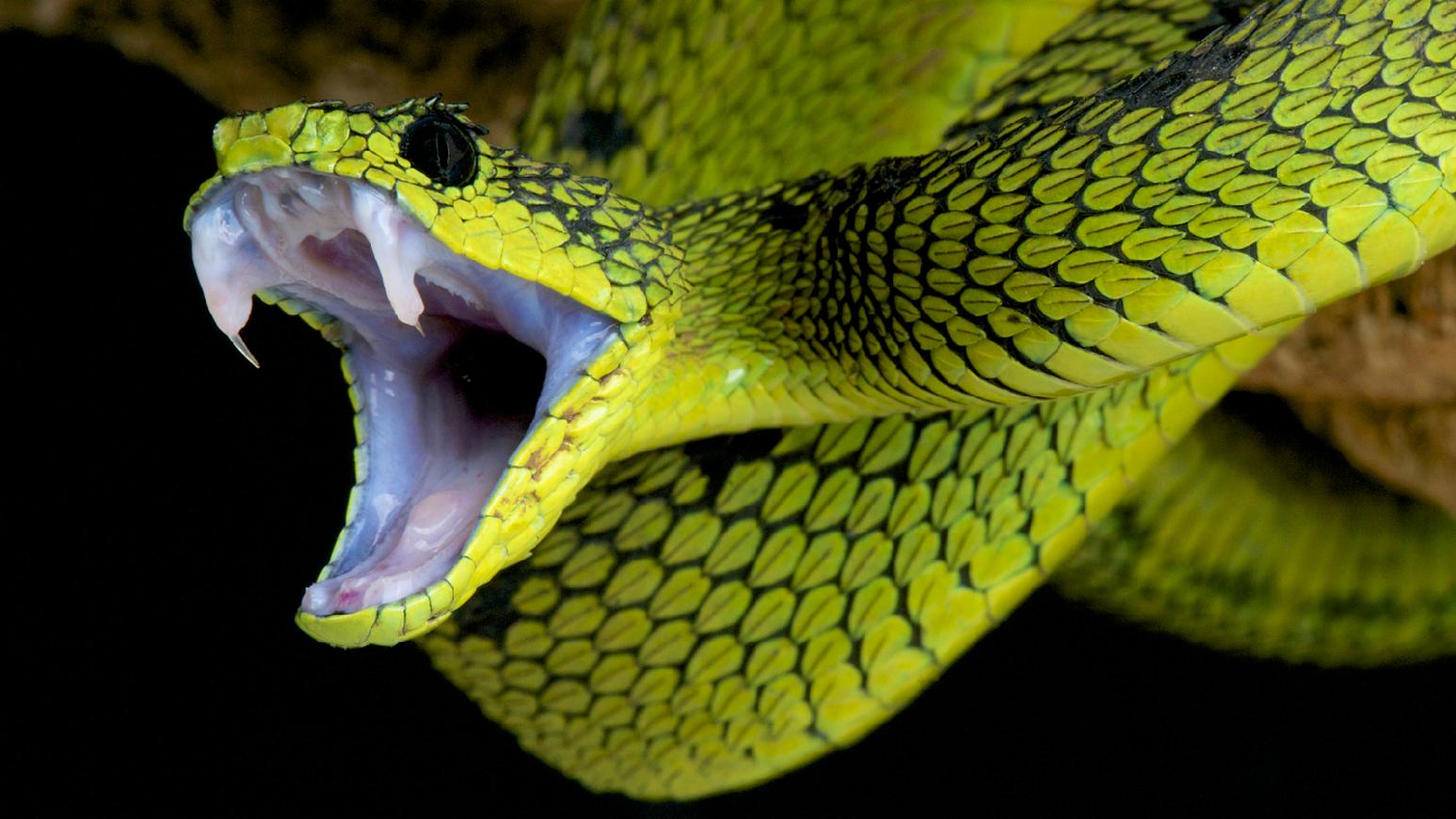 Snakes Snakes