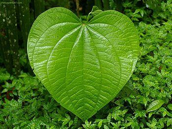 A leaf! (Me: 0-o um... okay?) A leaf! (Me: 0-o um... okay?)