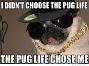 I didn't choose the pug life, the pug life chose me