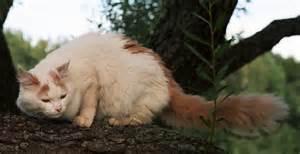 Turkish Van Cats Turkish Van Cats