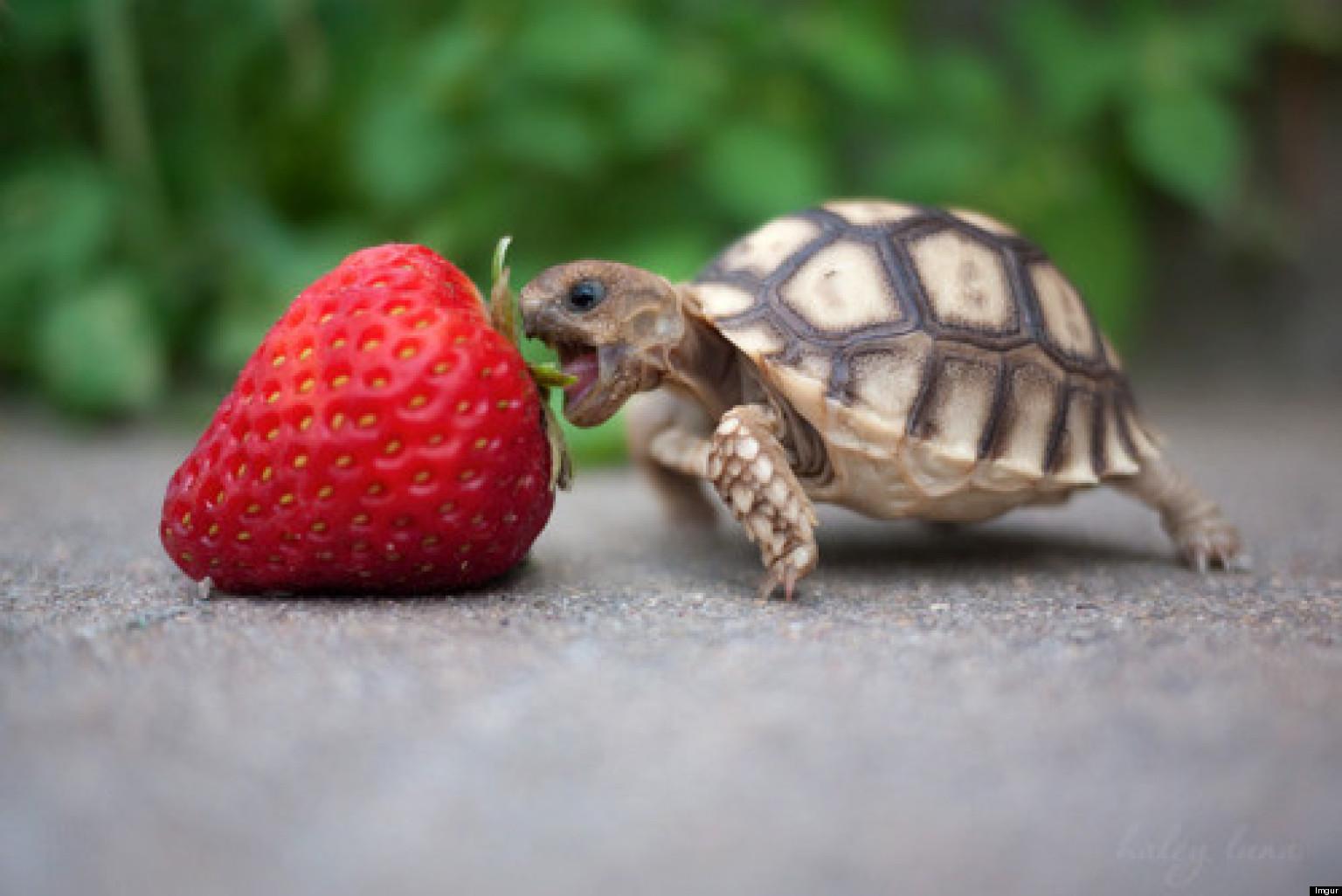 turtle turtle