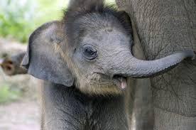 Elephant Elephant
