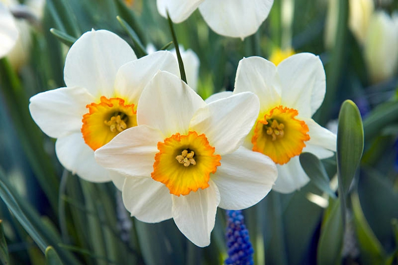 Narcissus (December)