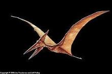 Pterodactyl! Flying is awesome!