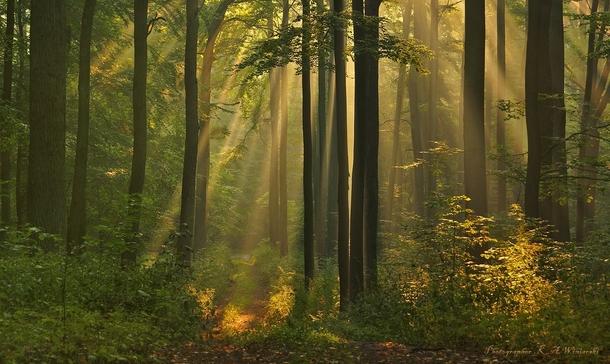 Polish Forest Polish Forest