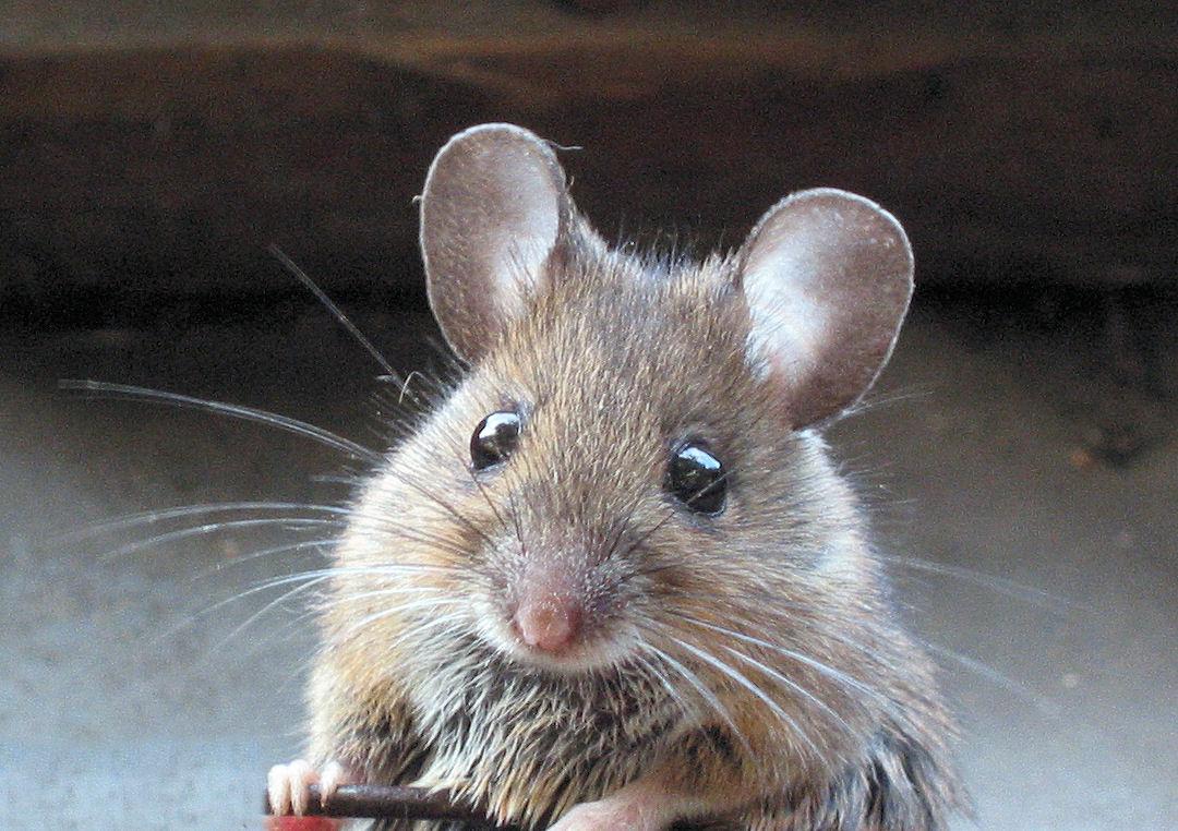 Mouse/rat Mouse/rat
