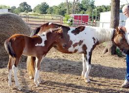 Horses Horses