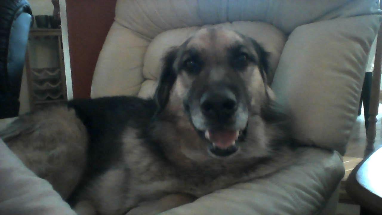 Kayak! 6 years-don't question the name *golden retriever German shepherd mix* Kayak! 6 years-don't question the name *golden retriever German shepherd mix*